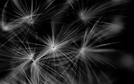 Wallpapers Mania
