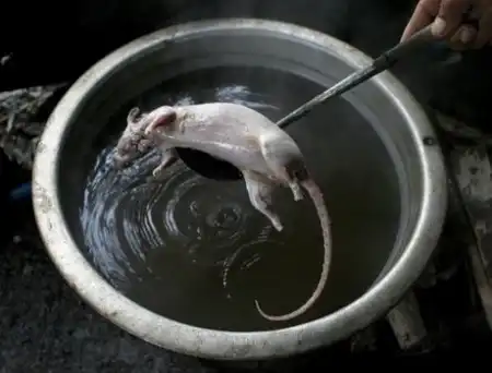 Как готовят крыс (13 фото)