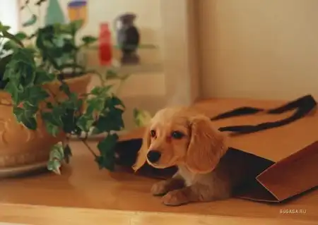 Позитивные собачки :)