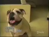 Веселые собачки Веселые собачки