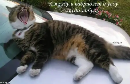 О чем думают животные. Мегапозитив
