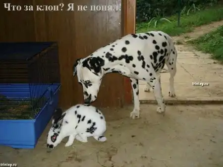 О чем думают животные. Мегапозитив