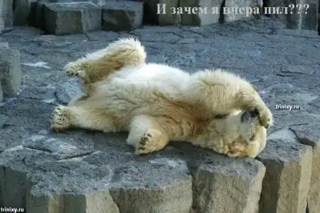 О чем думают животные. Мегапозитив