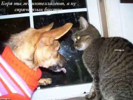 О чем думают животные. Мегапозитив