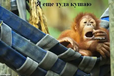 О чем думают животные. Мегапозитив