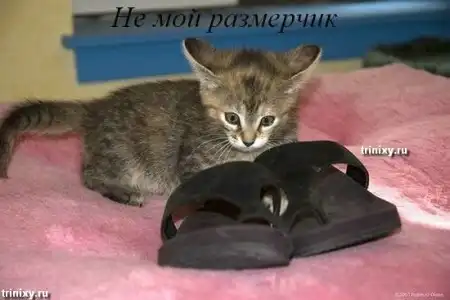 О чем думают животные. Мегапозитив