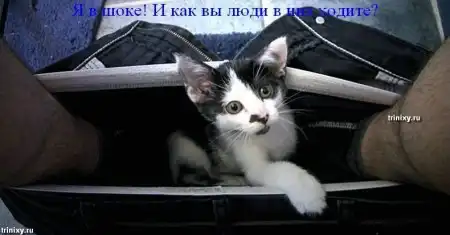 О чем думают животные. Мегапозитив