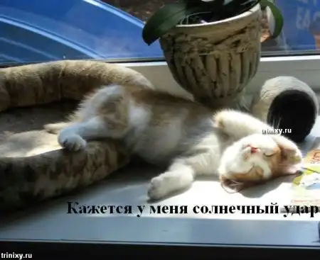 О чем думают животные. Мегапозитив