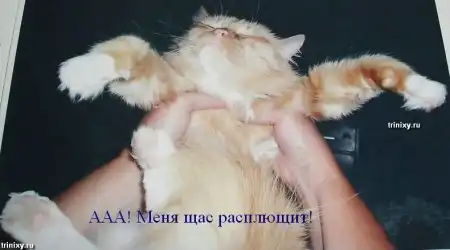 О чем думают животные. Мегапозитив