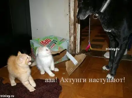 О чем думают животные. Мегапозитив