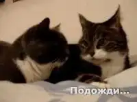 Коты разговаривают об интимном. С переводом Коты разговаривают об интимном. С переводом