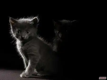 Black...
