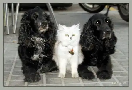 Кошки и собаки