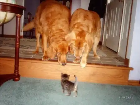 Кошки и собаки