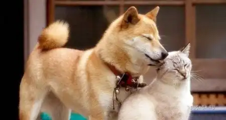 Кошки и собаки