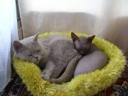 Мои милашки-2