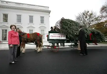 Рождественская елка для Белого Дома