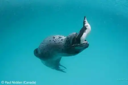 Конкурс Wildlife Photographer of the Year 2007. Лучшие фото