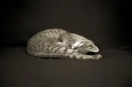 9 кошек и одна мышь :)