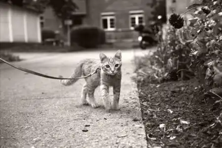 9 кошек и одна мышь :)