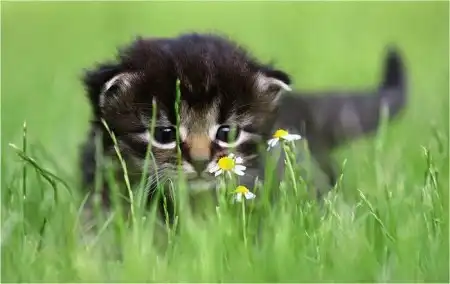 Ноябрьские кошки (47 фото)