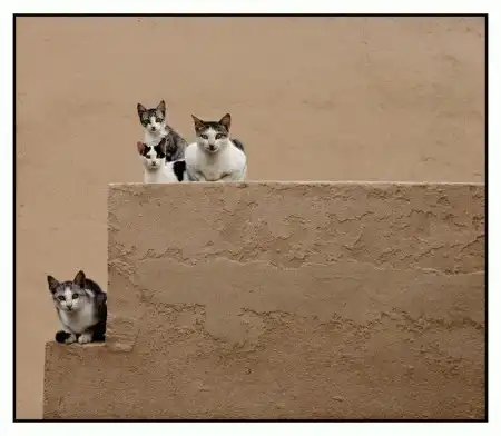 Ноябрьские кошки (47 фото)