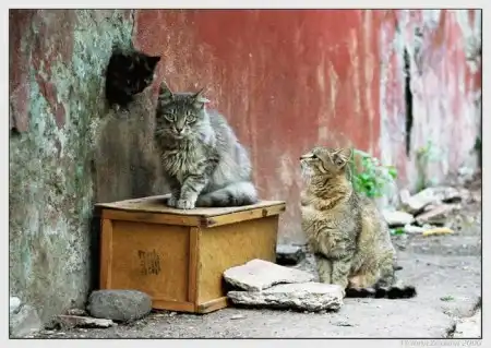Ноябрьские кошки (47 фото)