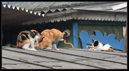 Ноябрьские кошки (47 фото)