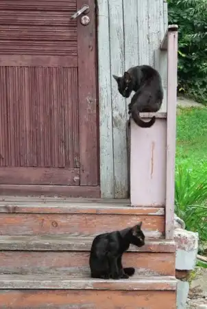 Ноябрьские кошки (47 фото)