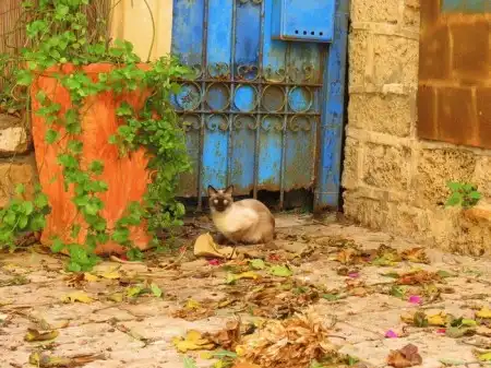 Ноябрьские кошки (47 фото)