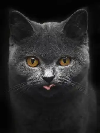 Ноябрьские кошки (47 фото)