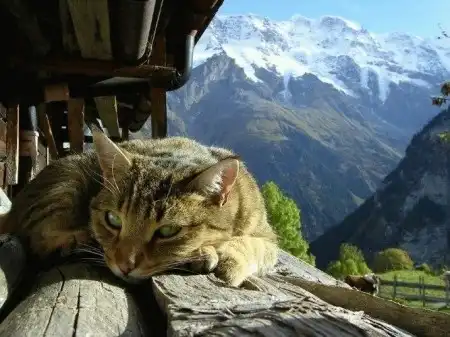 Ноябрьские кошки (47 фото)