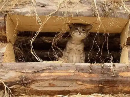 Ноябрьские кошки (47 фото)