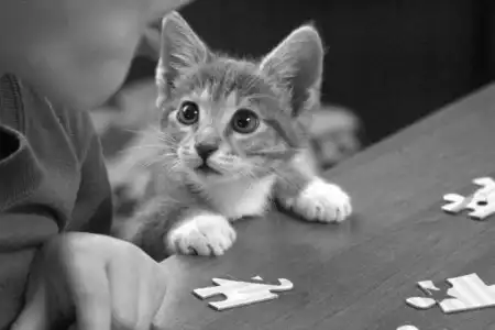 Ноябрьские кошки (47 фото)