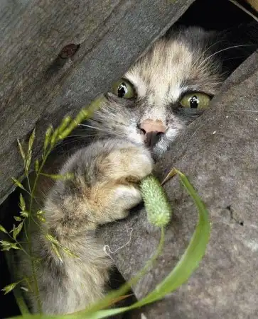 Ноябрьские кошки (47 фото)
