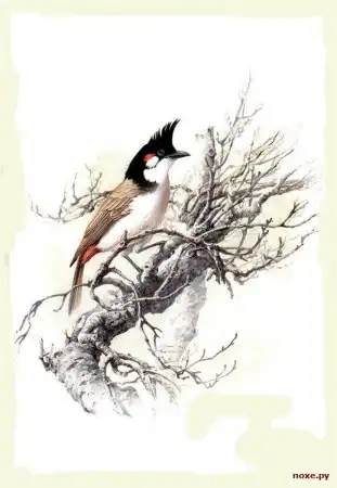 Рисованные птички