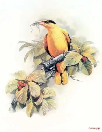 Рисованные птички