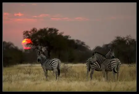 Животный мир Ботсваны