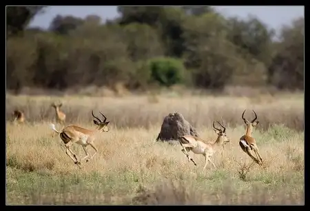 Животный мир Ботсваны