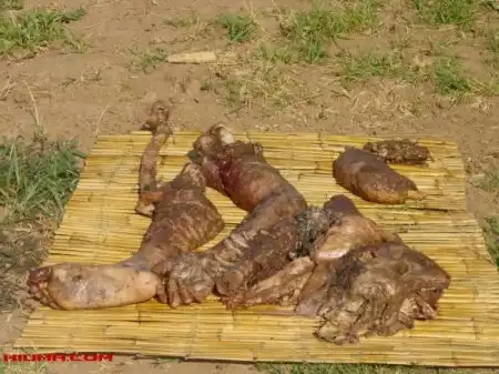 Что нашли в желудке у крокодила (5 фото)