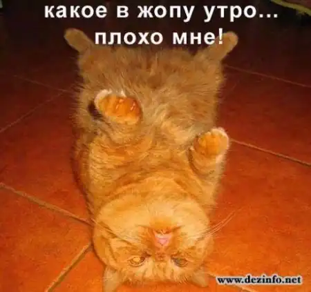 Живность моей квартиры