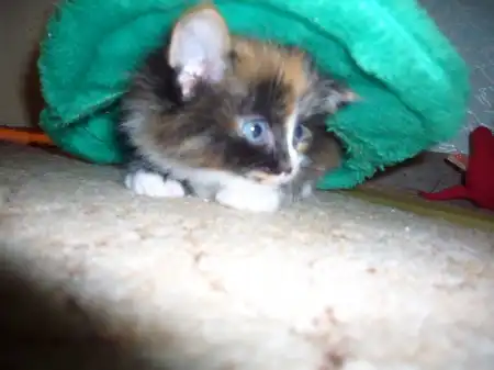 Отдам котяточек!!!!!