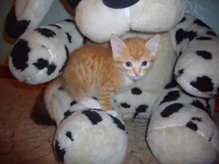 Отдам котяточек!!!!!