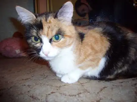 Отдам котяточек!!!!!