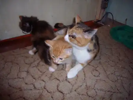Отдам котяточек!!!!!