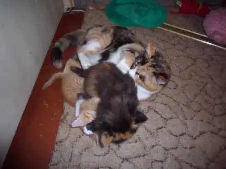 Отдам котяточек!!!!!