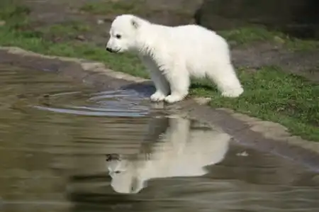 Лучшие фотографии 2007 года по версии агенства Рейтер