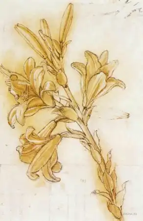 Лилии
