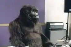 Первое место в Топ-5 вирусных видео 2007 года: «Gorilla Drummer» от Cadbury Первое место в Топ-5 вирусных видео 2007 года: «Gorilla Drummer» от Cadbury
