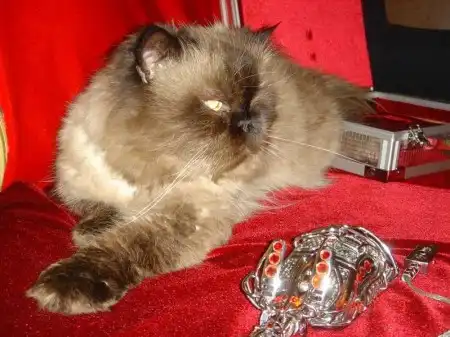 Cтальная мышь.